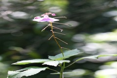 Impatiens maculata